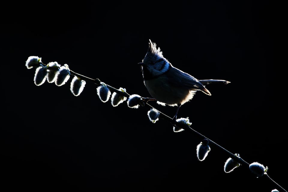 Crested Tit_Backlit_Czech Republic