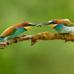 European Bee-eater_Czech Republic