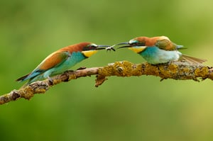 European Bee-eater_Czech Republic