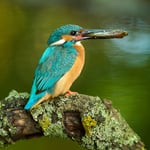 European Kingfisher_Nikon Z9_Libor_Czech Republic