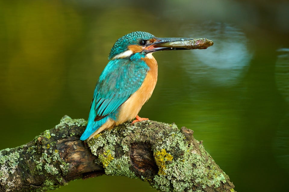 European Kingfisher_Nikon Z9_Libor_Czech Republic