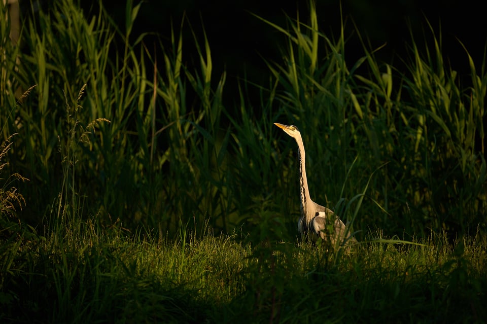 Grey Heron_Czech Republic