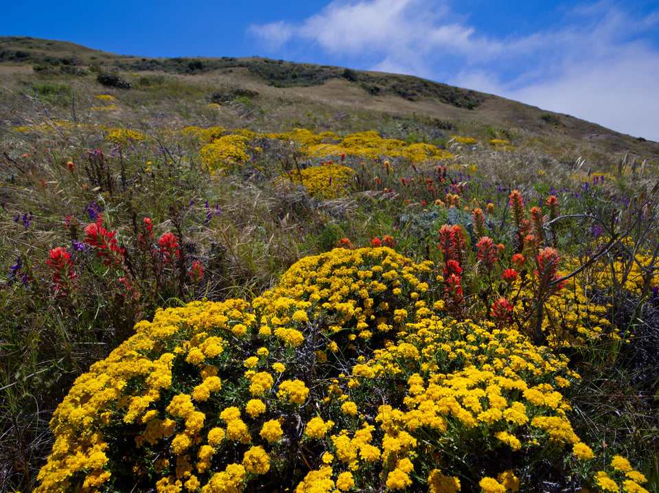 High color accuracy with the Olympus 8-25mm Pro lens with wildflowers