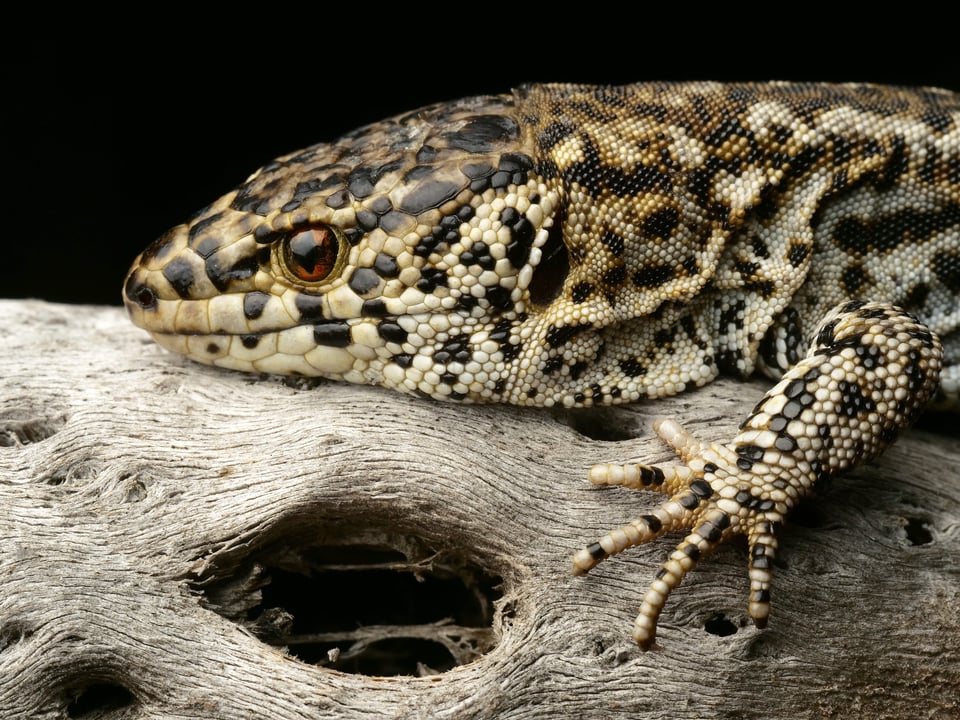 Island Night Lizard with soft diffused flash lighting