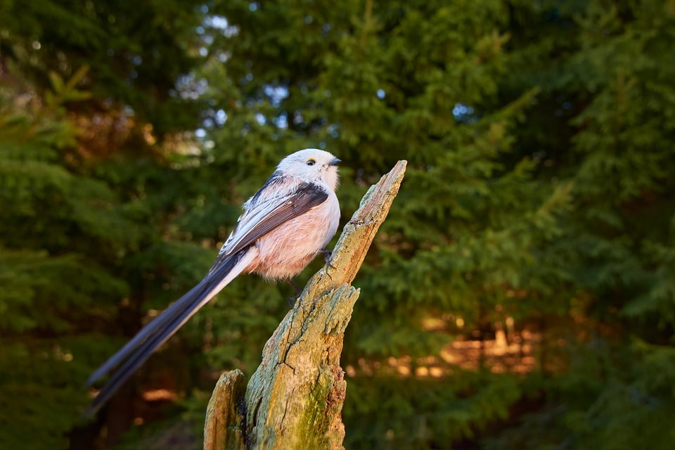 Long_tailed Tit_Wide Angle_Czech Republic