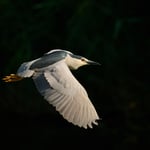 Night heron_Czech Republic_02