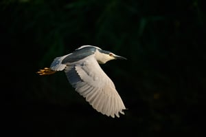 Night heron_Czech Republic_02