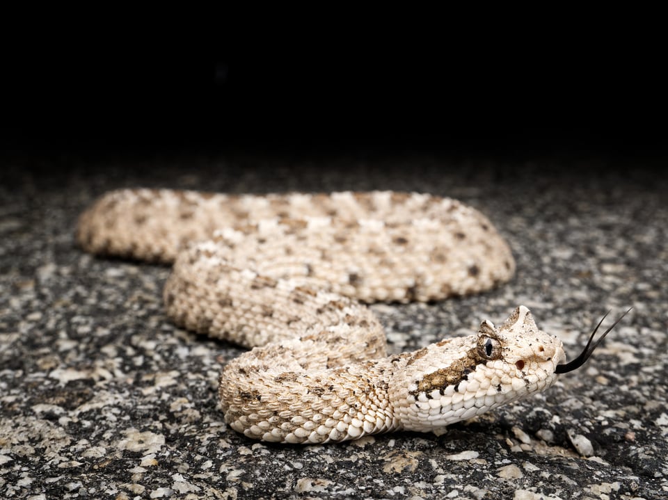 macro photography with the Olympus 8-25mm f4 Pro lens and a sidewinder rattlesnake