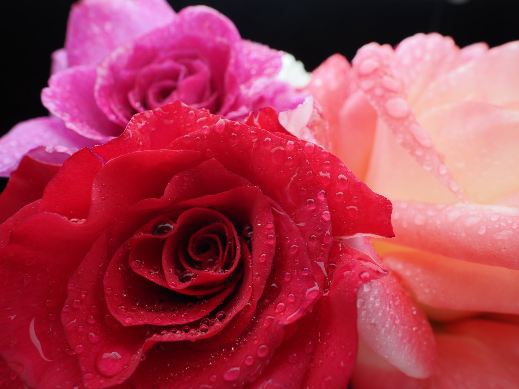 rose with close focus wide angle flash photography with a diffused on camera flash and reflector