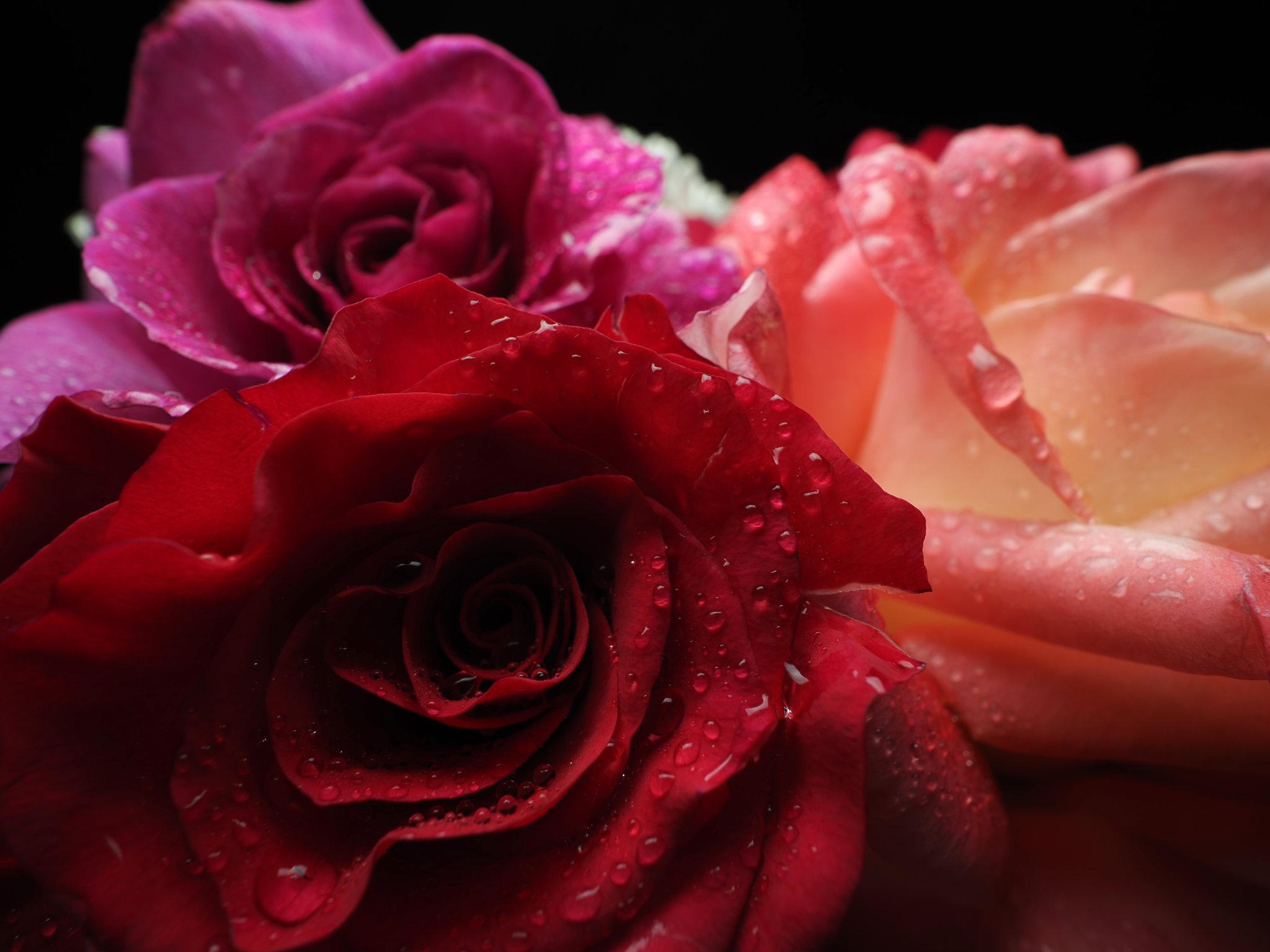 roses close focus wide angle flash photography with a diffused off camera flash too forward