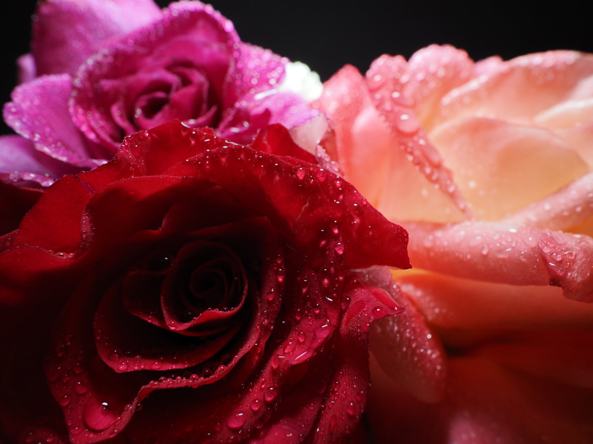 roses close focus wide angle flash photography with an undiffused on camera flash