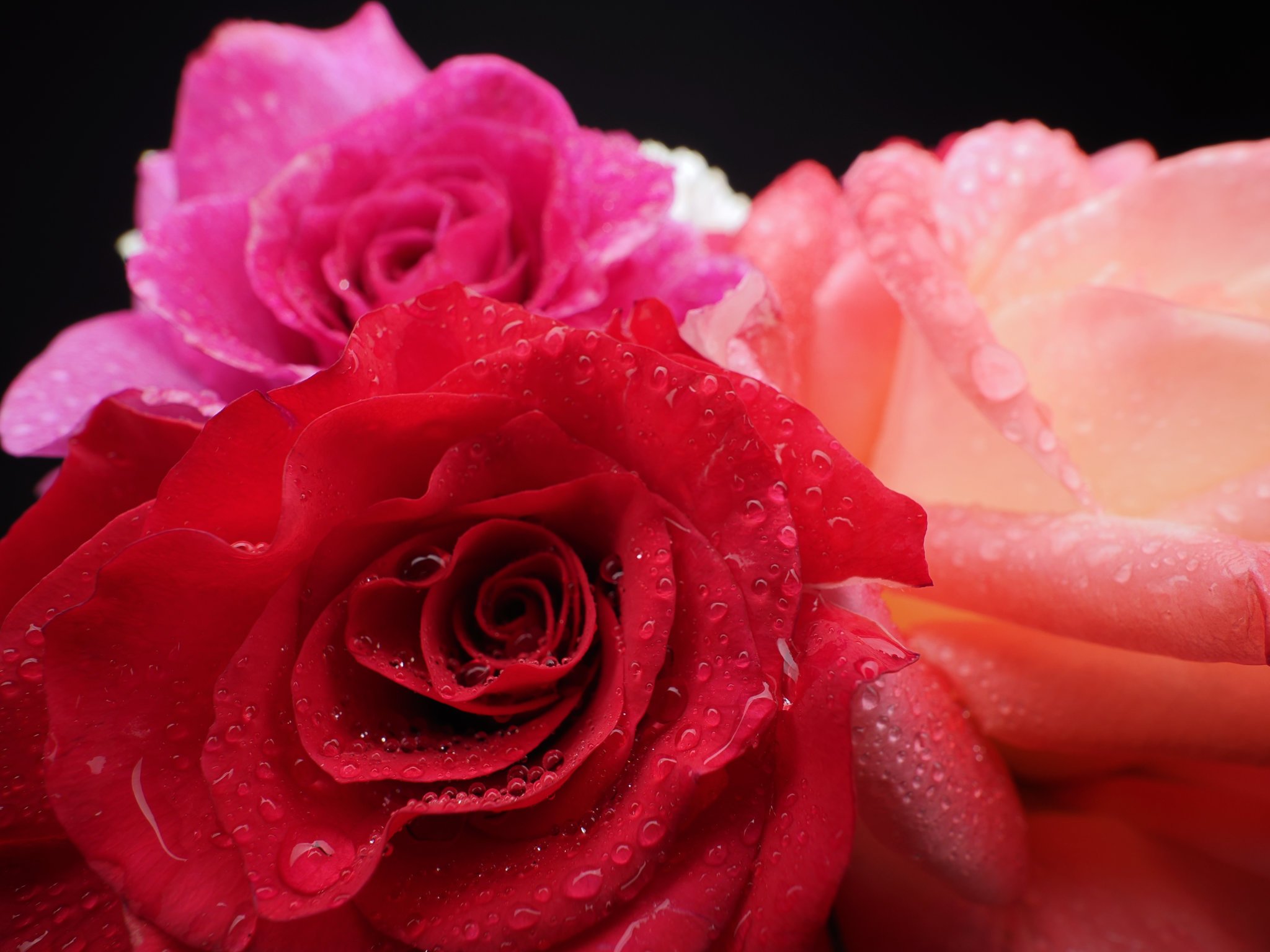 roses with close focus wide angle flash photography with a big diffused off camera flash