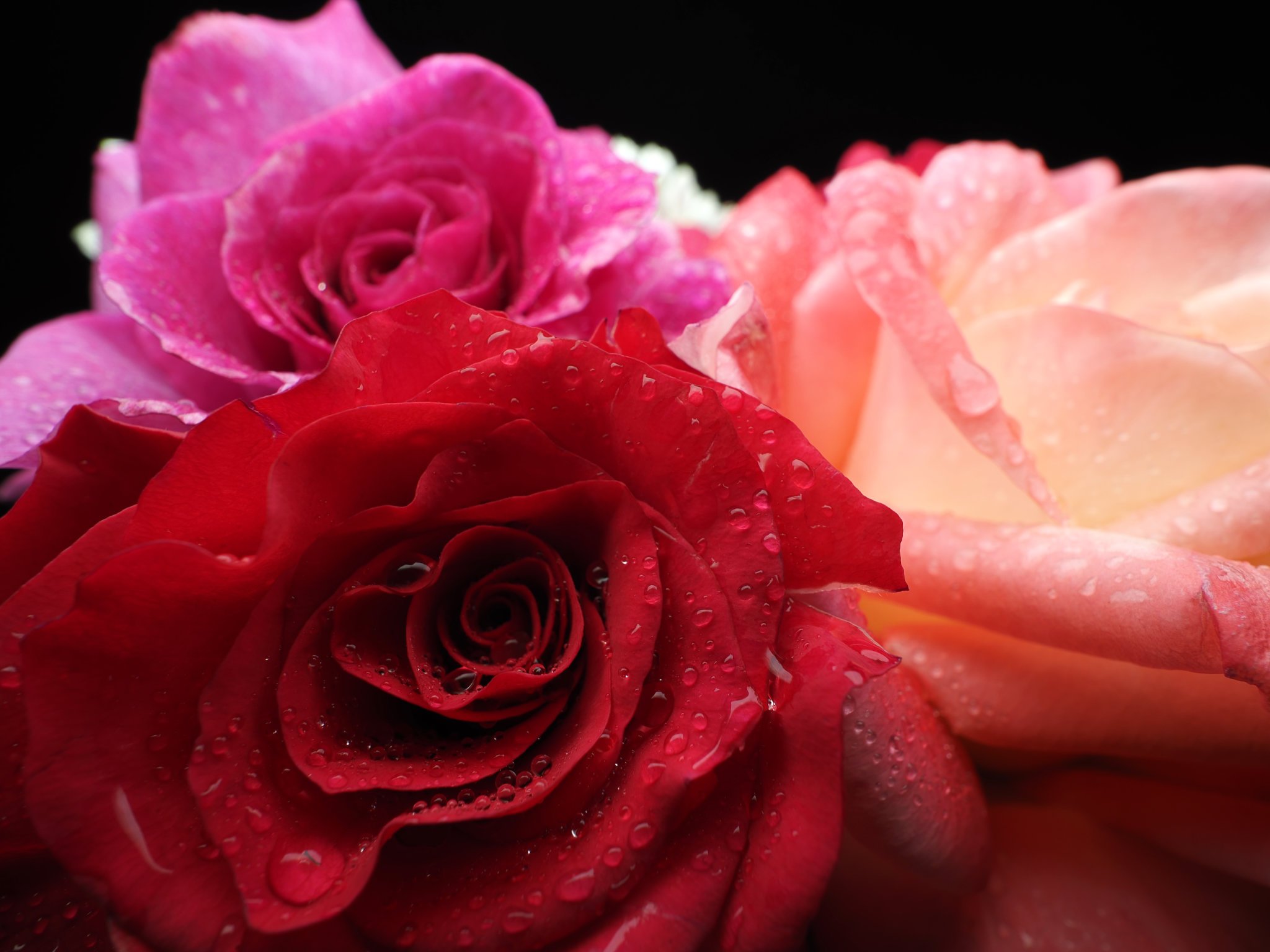 roses with close focus wide angle flash photography with a diffused off camera flash