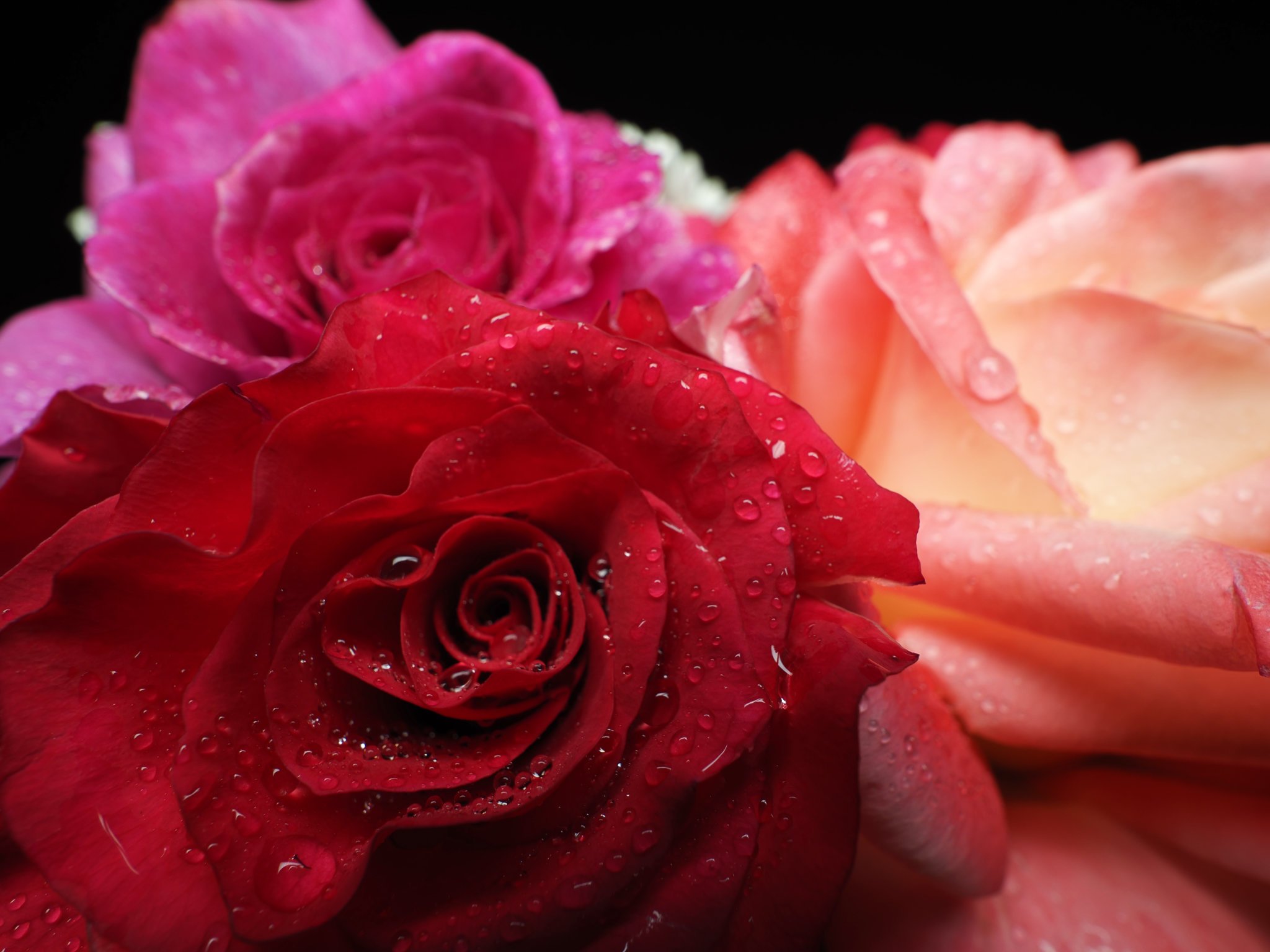 roses with close focus wide angle flash photography with a diffused off camera flash too far back