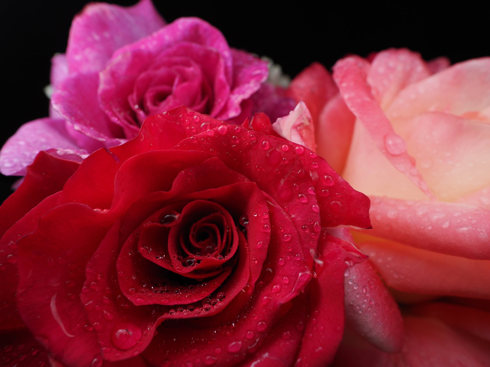 roses with close focus wide angle flash photography with a diffused twin flash