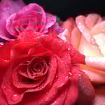 roses with close focus wide angle flash photography with a flash head pressed uo against the lens