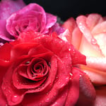 roses with close focus wide angle flash photography with a flash head pressed uo against the lens