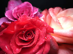 roses with close focus wide angle flash photography with a flash head pressed uo against the lens