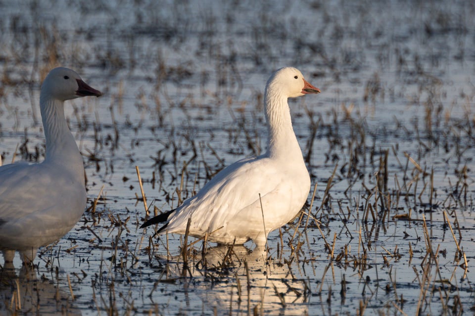 Nikon Z 100-400mm f4.5-5.6 with 2x TC for 800mm Sample Bird Photo