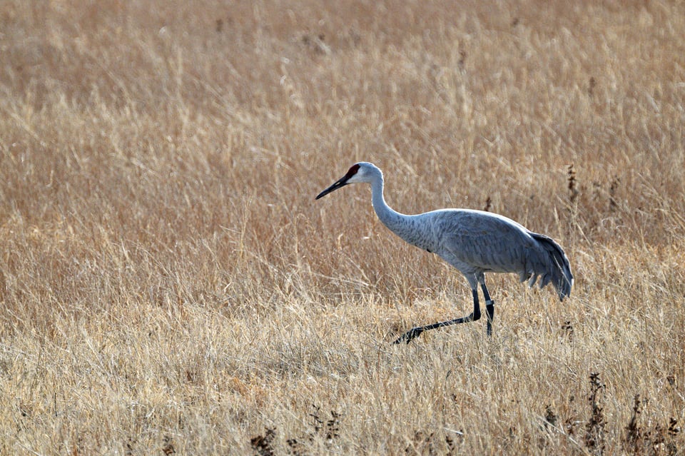 Nikon Z 100-400mm f4.5-5.6 with 2x TC for 800mm Sample of Crane