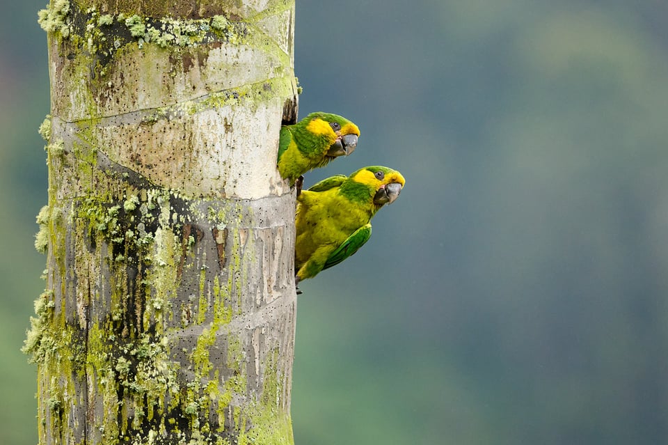 a-pair-of-yellow-eared-parrots-columbia-nest