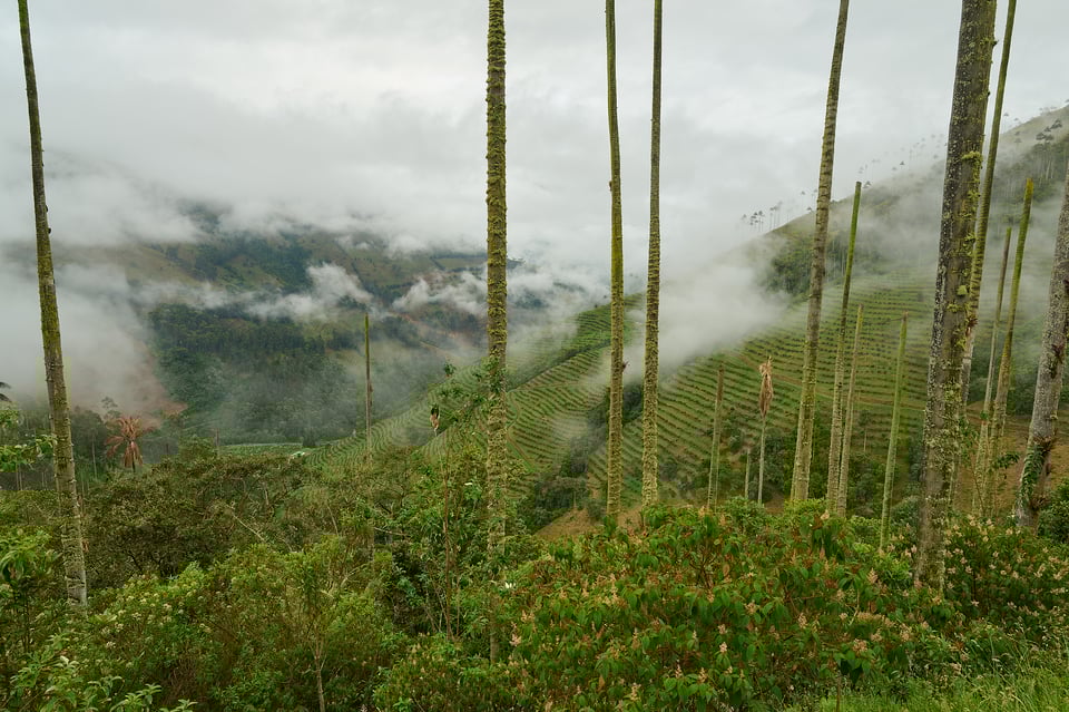 Photography-Life-wax-palm_Colombia