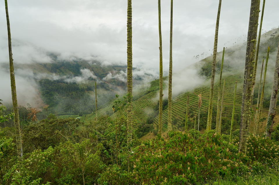 Photography-Life-wax-palm_Colombia