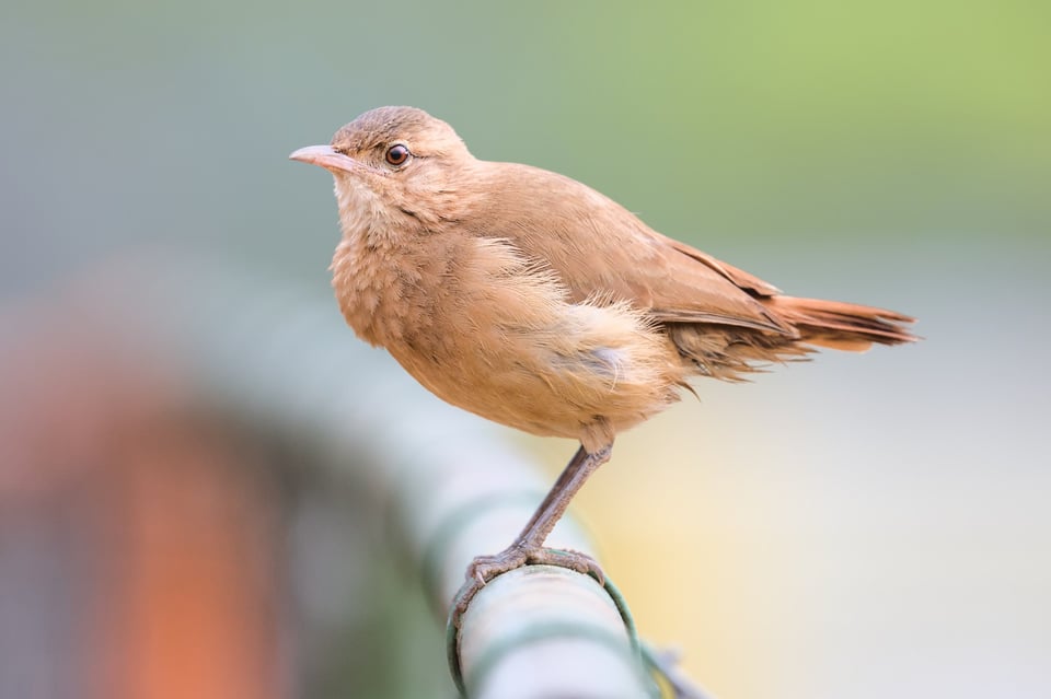 Rufous_Hornero_Fence_Jason_Polak