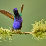 Velvet-purple Coronet