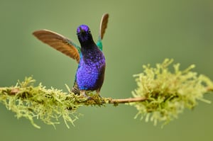 Velvet-purple Coronet