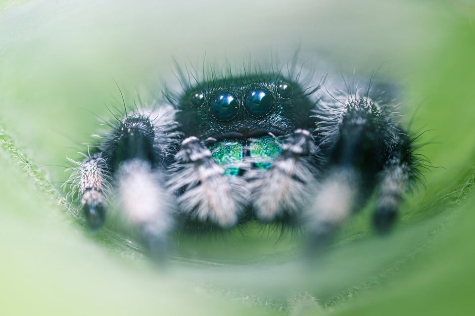 Venus-Optics-Laowa-25mm-f2.8-2.5-5x-Ultra-Macro-Photo-of-Jumping-Spider