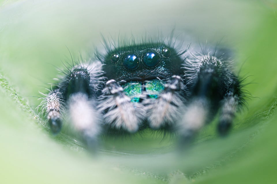 Venus-Optics-Laowa-25mm-f2.8-2.5-5x-Ultra-Macro-Photo-of-Jumping-Spider