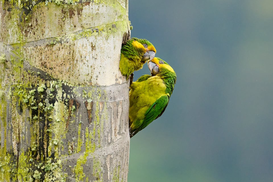 Yellow-eared Parrot_Colombia 06