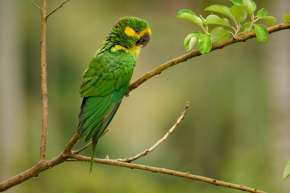 Yellow-eared-parrot-close-up