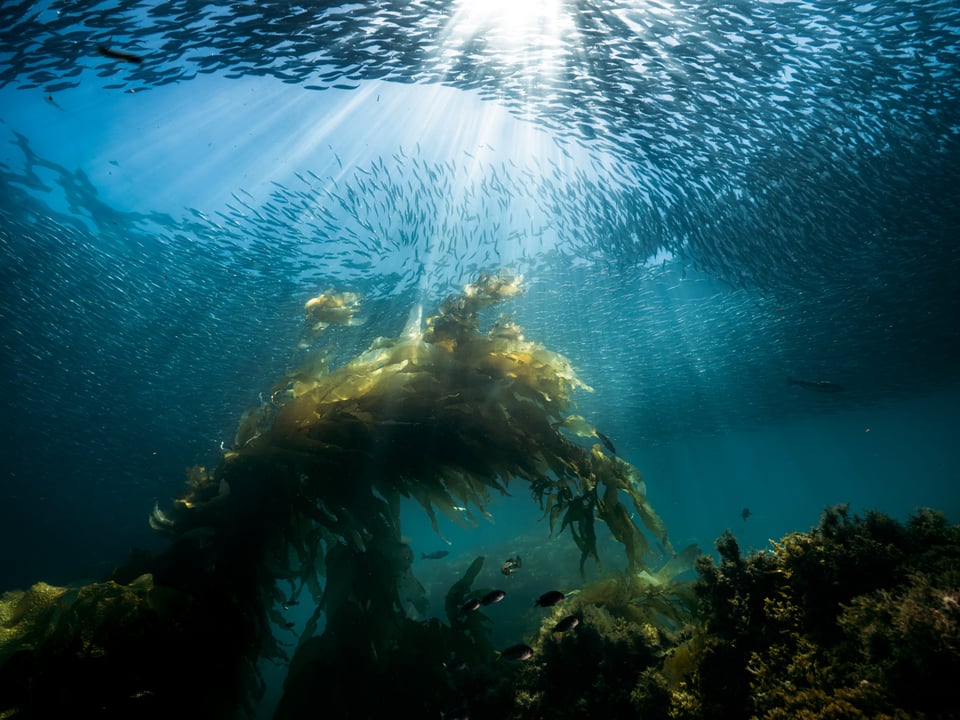 bait ball and giant kelp creating good compositions in underwater photography