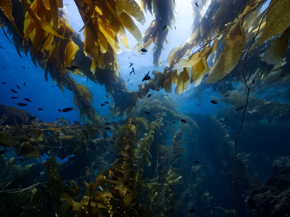 california giant kelpforest catalina island