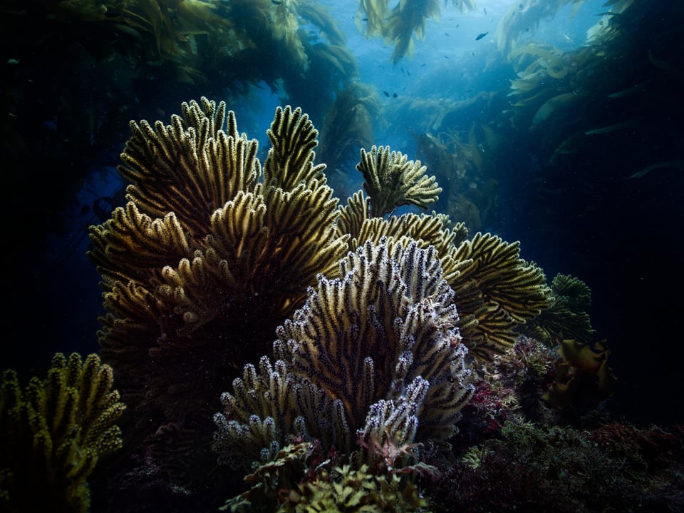 gorgonian fans in california giant kelpforest taken with an underwater housing and no strobes