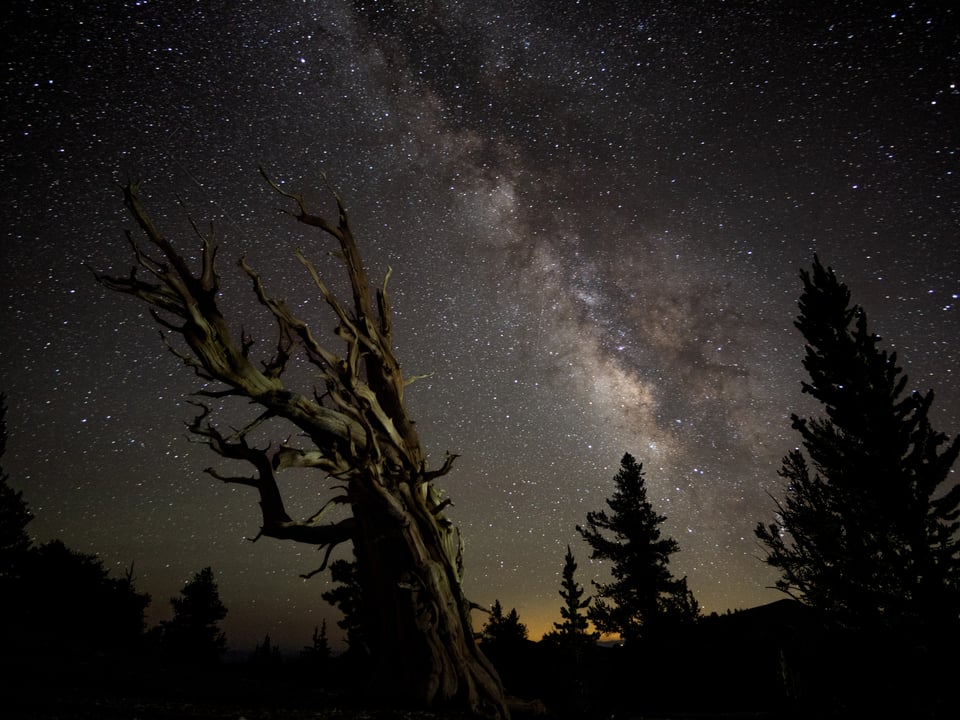 Ancient Bristlecone Pine Tree and the Milky Way photographed with the OM-1