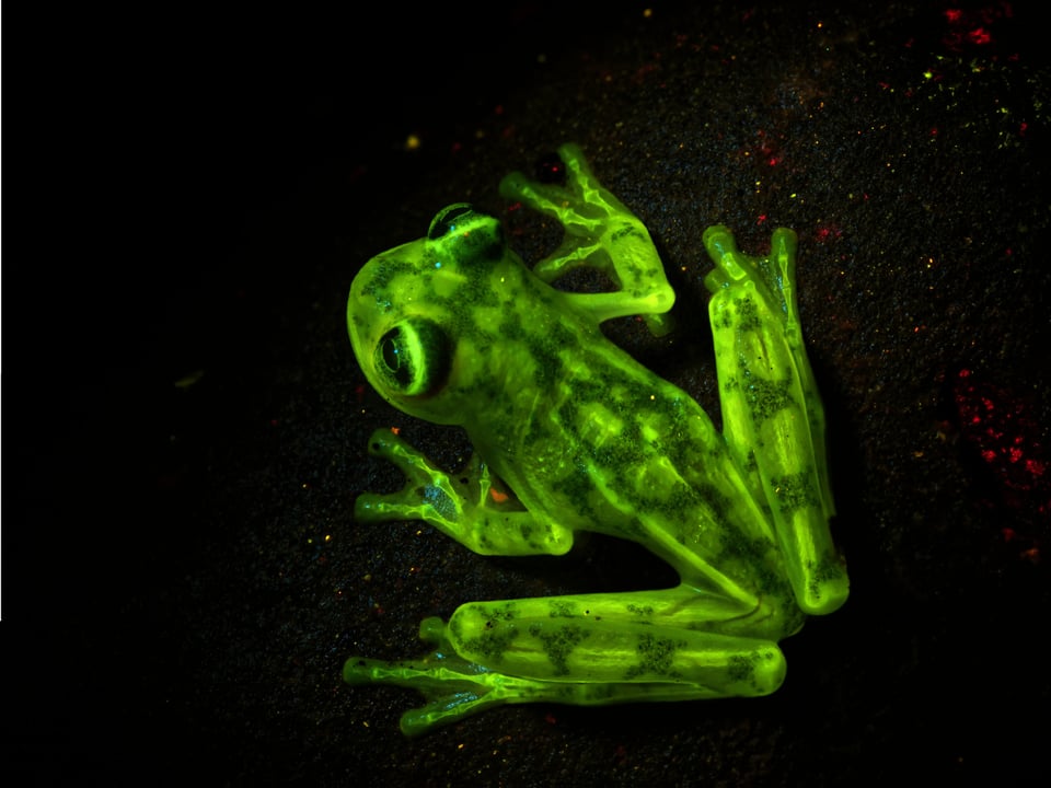 Biofluorescent bones of a glass frog using fluorescent photography techniques