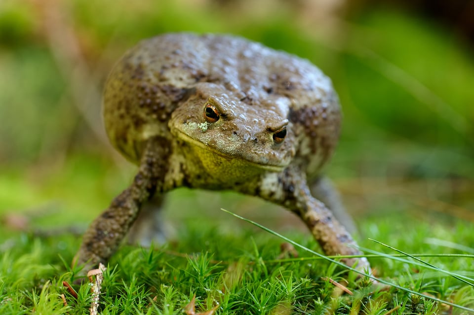 Common Toad_Czech Republic_02