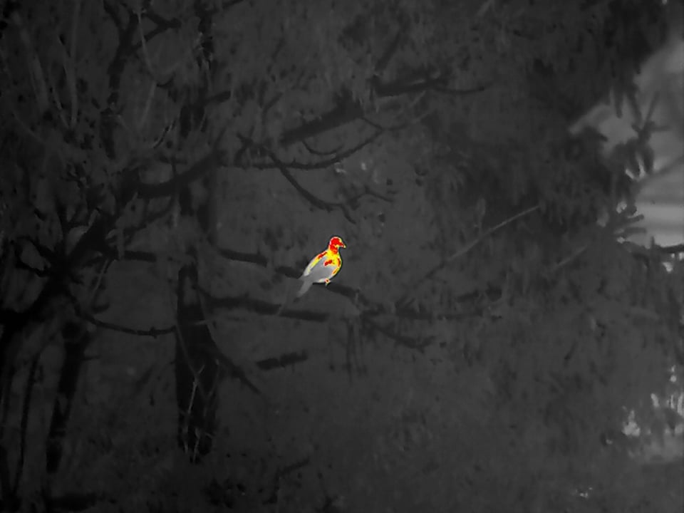 Dove_Thermal Image_09