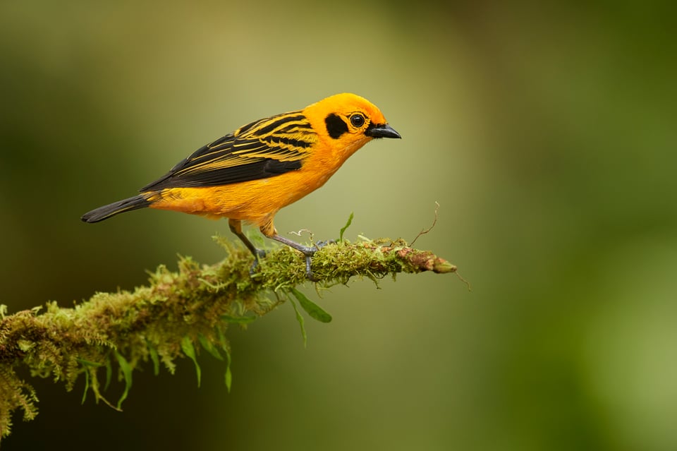 Golden Tanager