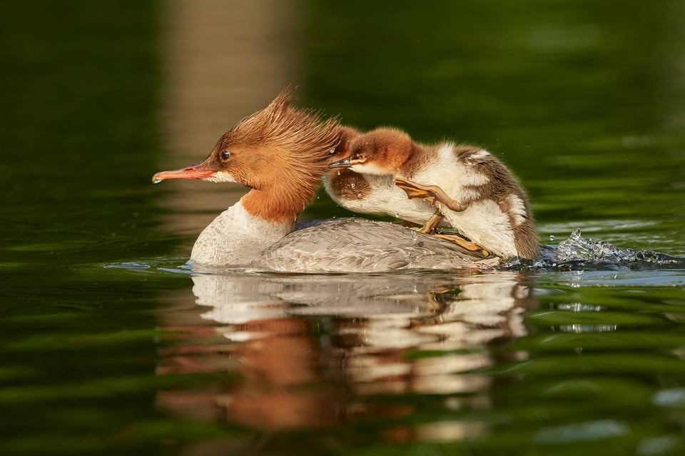 Goosander_Czech Republic_Prague_01