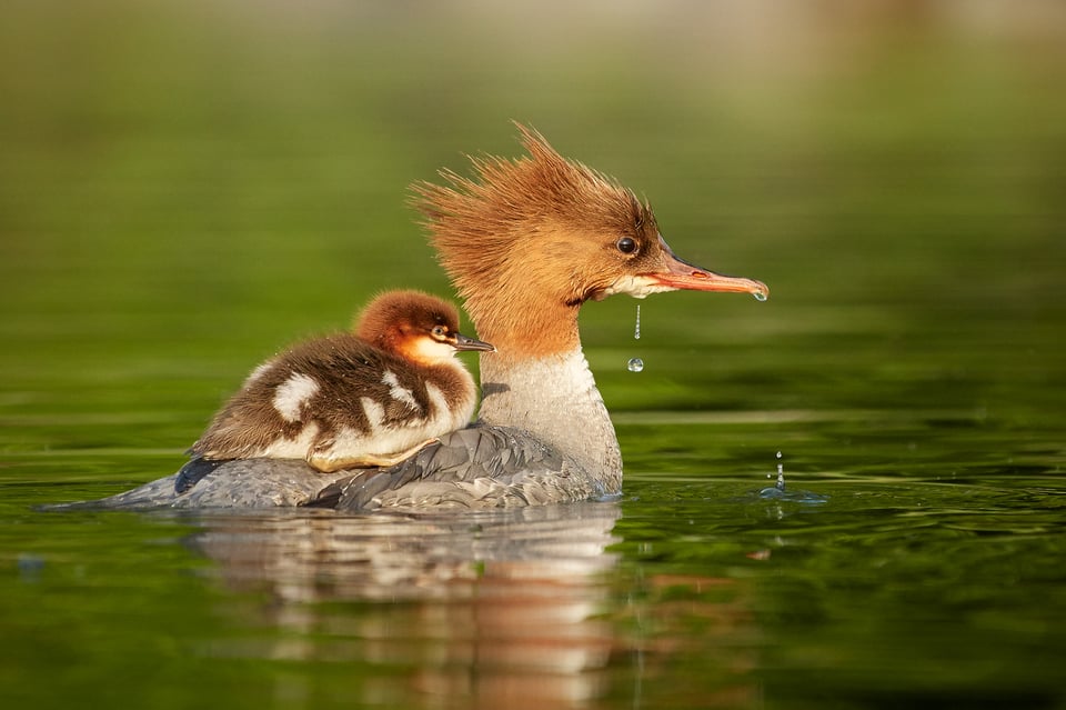 Goosander_Czech Republic_Prague_02