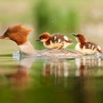 Goosander_Czech Republic_Prague_03