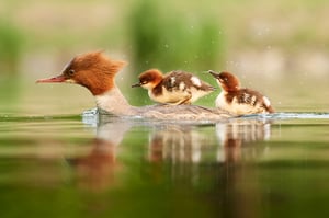 Goosander_Czech Republic_Prague_03