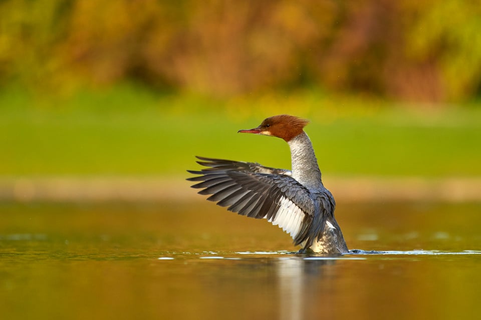 Goosander_Czech Republic_Prague_04