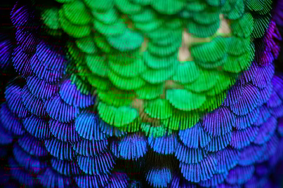 Green-crowned Woodnymph_detail