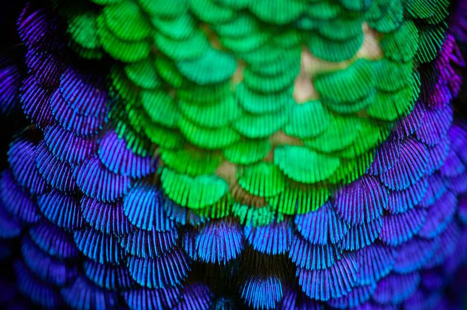 Green-crowned Woodnymph_detail