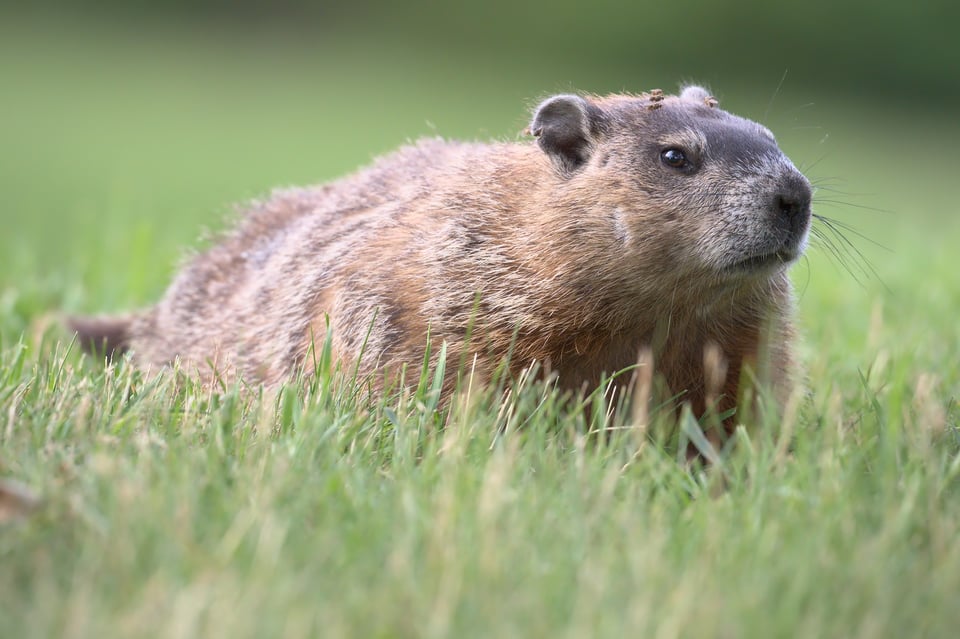 Groundhog_Jason_Polak